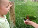 ally-bird2.jpg