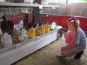 fair-chickens.jpg