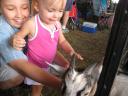 fair-goat-1.jpg
