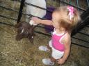 fair-goat-3.jpg