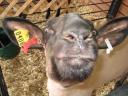 fair-sheep.jpg