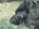 gorilla.jpg