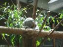koala.jpg