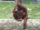 orangutan.jpg